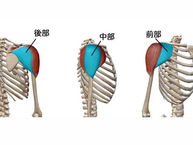 三角筋前部・中部・後部の解剖図
